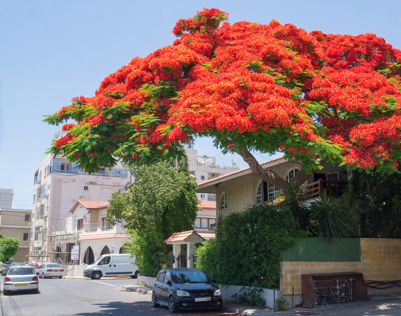 flame-tree-limassol-cyprus-took-shot-magnificent-flower-typical-street-79939479